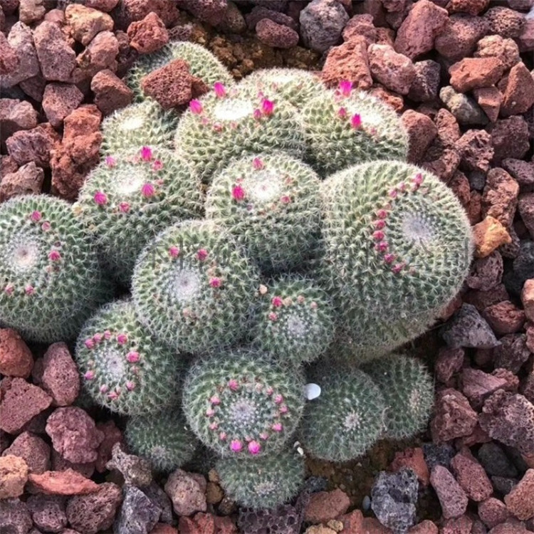 红色火山石 火山泥 黑色玄武岩 浮石园林绿化污水处理 造景火山岩