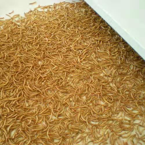 黄粉虫微波烘干膨化色泽金酥脆而香味浓郁