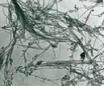 短, SWCNTs, 纯度+90%