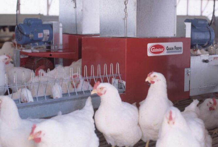 母鸡链式喂料