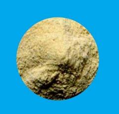 食品加工用膨化薏米粉，薏米粉，薏米膨化粉