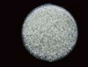 聚对苯二甲酸乙二醇酯