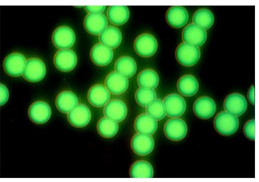 荧光微粒标记物