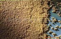 法国SEPR氧化锆珠