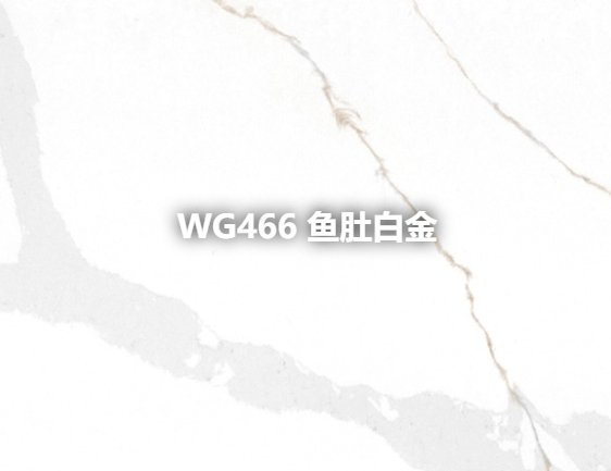 WG466 鱼肚白金