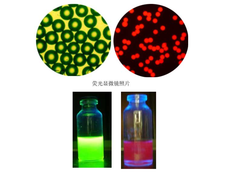 绿色与红色荧光微粒