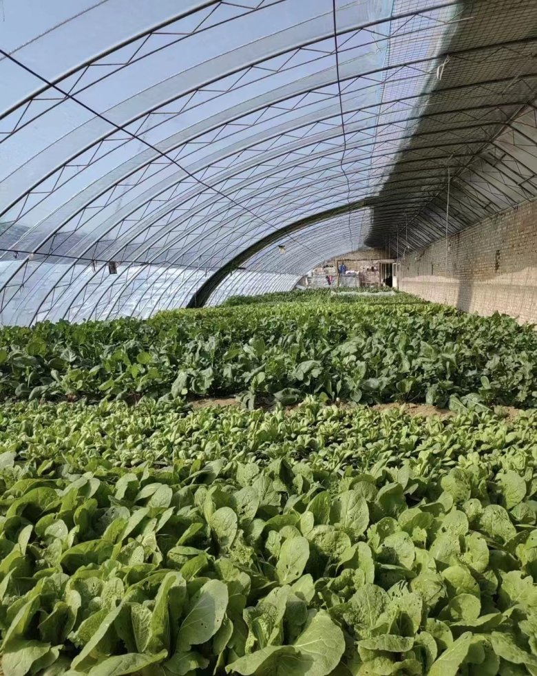 143735_426284_gsdt.jpg 菜园2.jpg