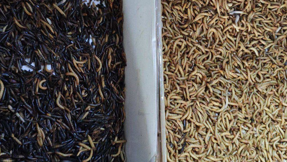 1621573995130700.jpg 1621573995130700.jpg