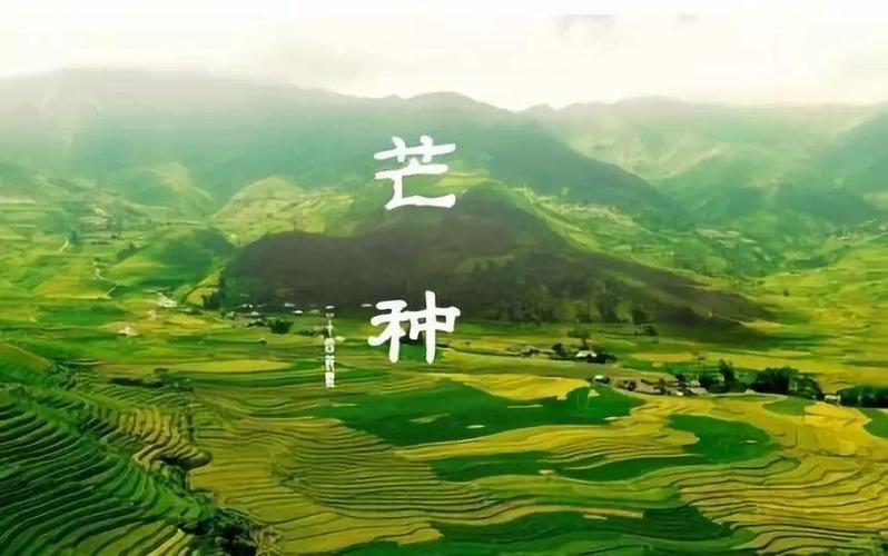 105604_742482_jswz.jpeg 芒种时节 是中国传统农历中的一个重要节气.jpeg