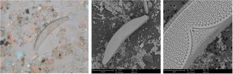 扫描电镜测硅藻