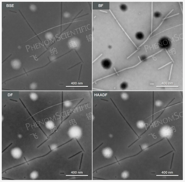 扫描电镜下烟草花叶病毒的 BSE 像、BF 像、 DF 像和 HAADF 像