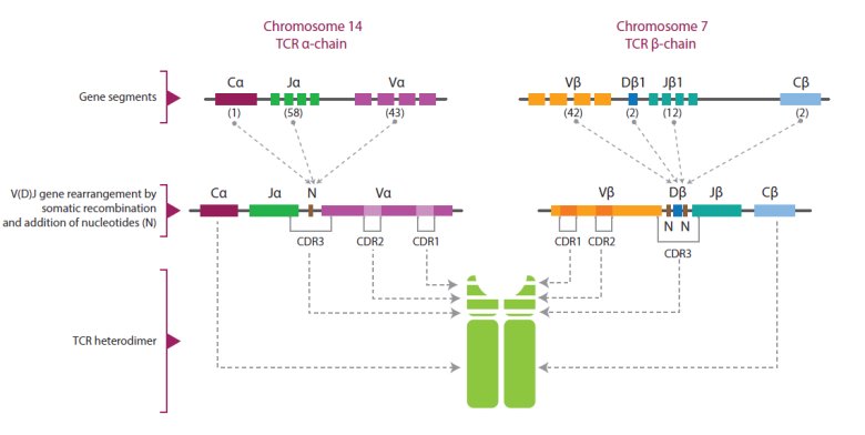 113033_797552_gsdt.png 113033_797552_gsdt.png